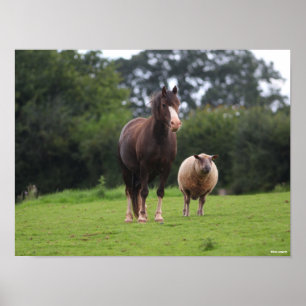 Bob Langrish Welsh Pony Mare Stänger med får Poster