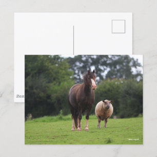Bob Langrish Welsh Pony Mare Stänger med får Vykort