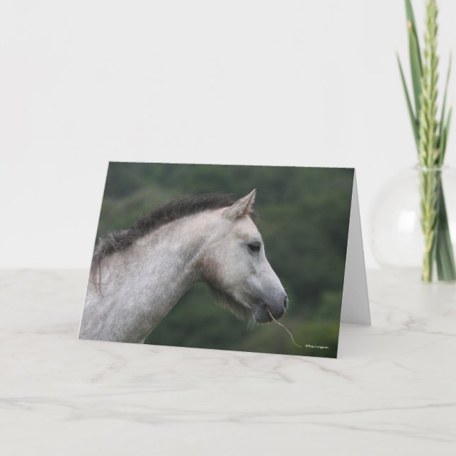 Bob Langrish | Welsh Section A Pony Headshot Kort (Framsida)