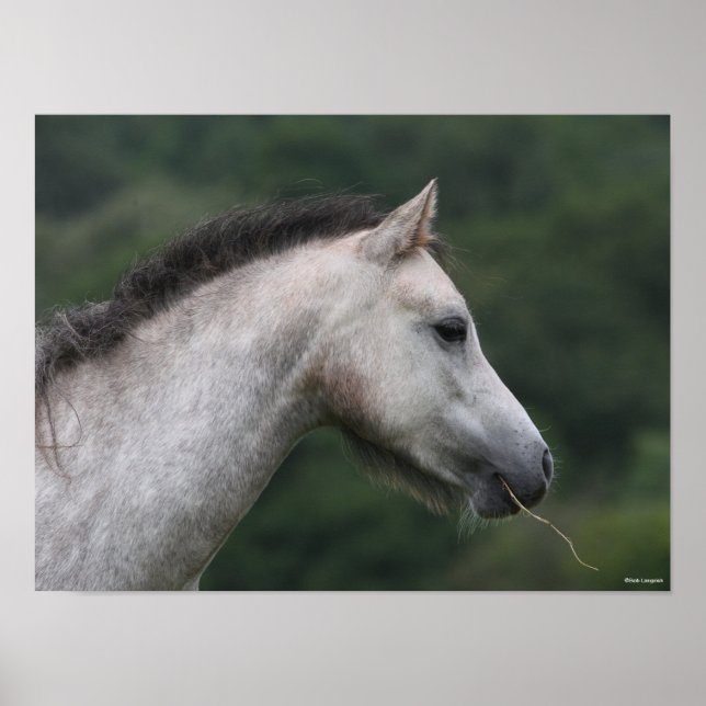 Bob Langrish | Welsh Section A Pony Headshot Poster (Framsidan)