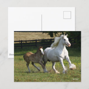 Bob Langrish Zypsy Vanner Horse Mare & Foal Vykort