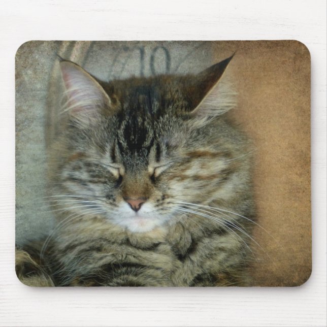 Bob the Cat Musmatta (Framsidan)