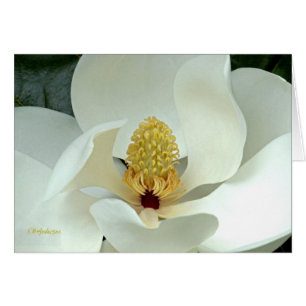 Bobby's Magnolia I Hälsningskort
