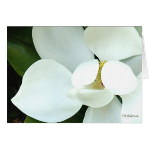 Bobbys Magnolia II Hälsningskort