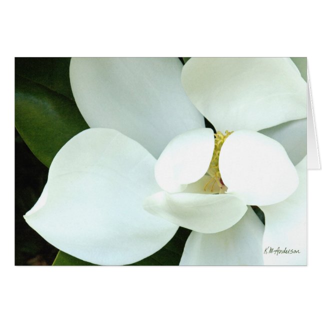 Bobbys Magnolia II Hälsningskort (Framsidan Horizontal)