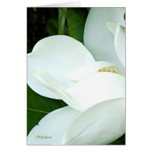Bobby's Magnolia III