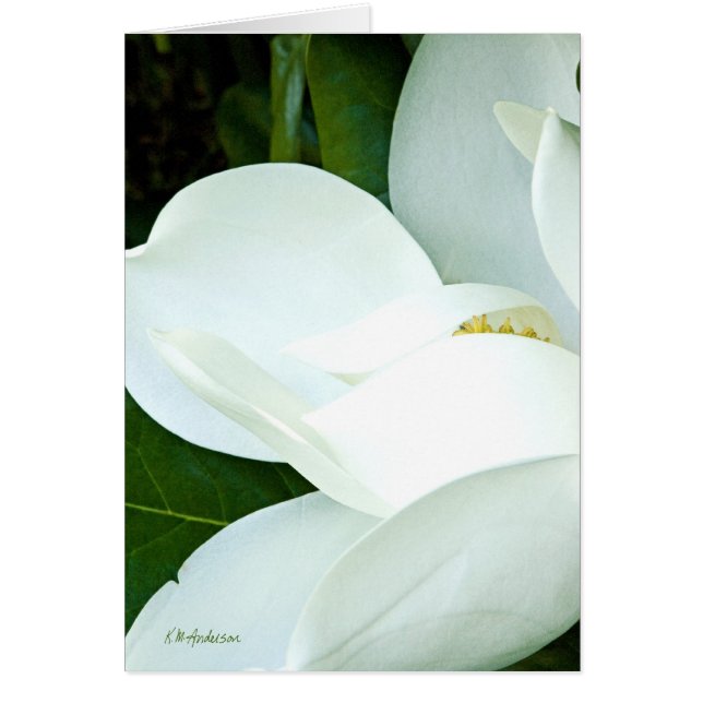 Bobby's Magnolia III Hälsningskort (Framsidan)