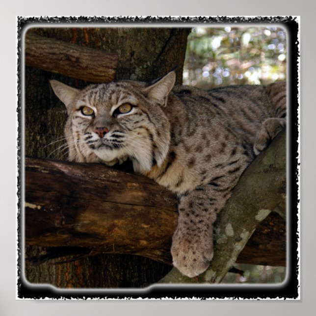 Bobcat_11x11 Poster (Framsidan)
