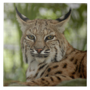 Bobcat 2_11x11 kakelplatta