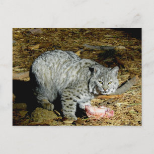 Bobcat... Bearizona Vykort