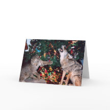 Bobcat Coyote Vild Animal Southwest julcard