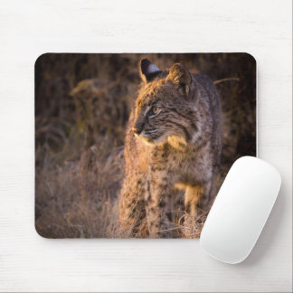 Bobcat Enjoeing the Evening Sol Mouse Pad Musmatta