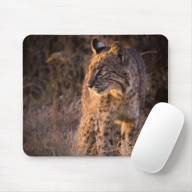 Bobcat Enjoeing the Evening Sol Mouse Pad Musmatta (Med mus)