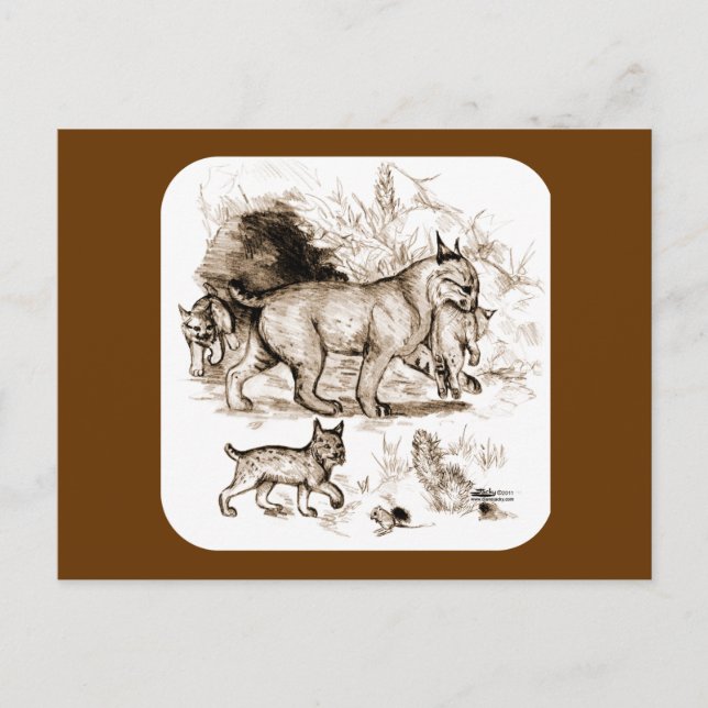 Bobcat Family Vykort (Framsida)