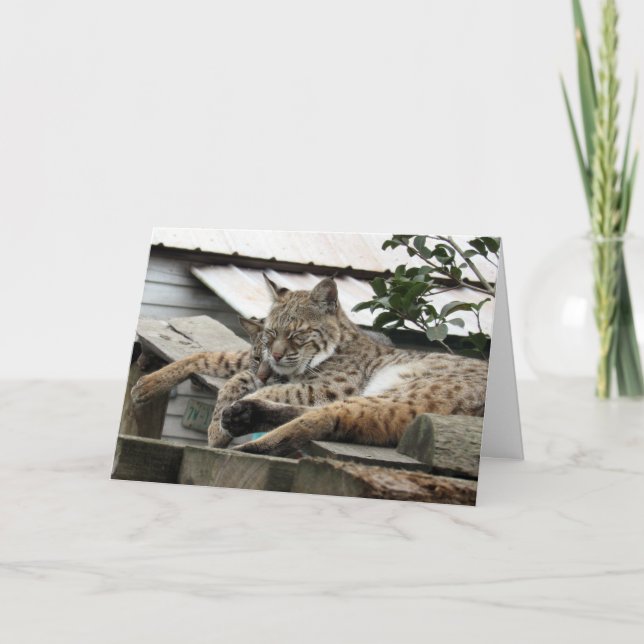 Bobcat Friends saknade dig - Låt oss ut Kort (Framsida)