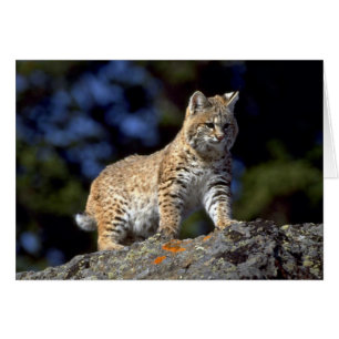 Bobcat Hälsningskort