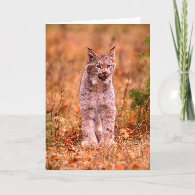 Bobcat Hunting | Höstskog Kort (Framsida)