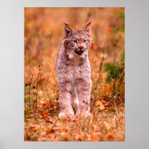 Bobcat Hunting Höstskog Poster