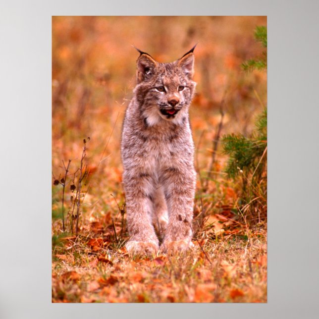 Bobcat Hunting | Höstskog Poster (Framsidan)