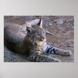 Bobcat i den Sonoran öknen Poster