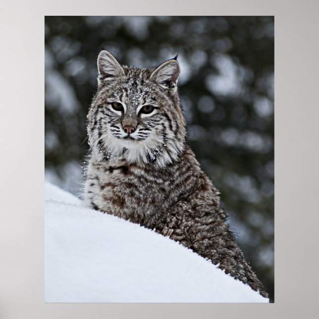 Bobcat i Snö Poster (Framsidan)