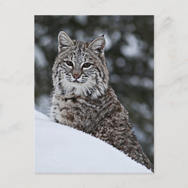 Bobcat i Snö Vykort (Framsida)