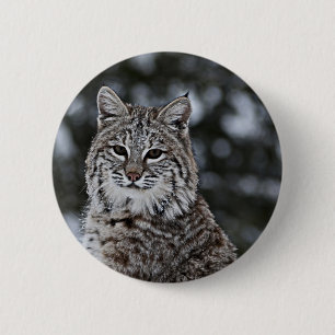 Bobcat i snön knapp