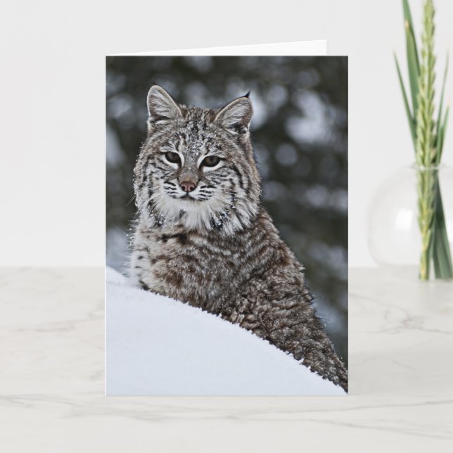 Bobcat i snön kort (Framsida)