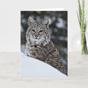 Bobcat i snön kort