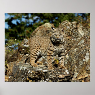 Bobcat i stenarna poster