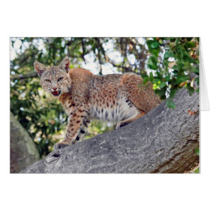 Bobcat i träd OBS kort