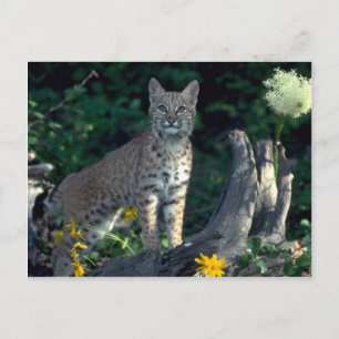 Bobcat in gult daisys and björngräs in bloom vykort