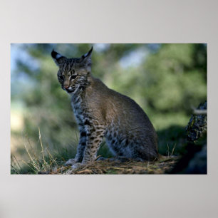 Bobcat-kattunge Poster