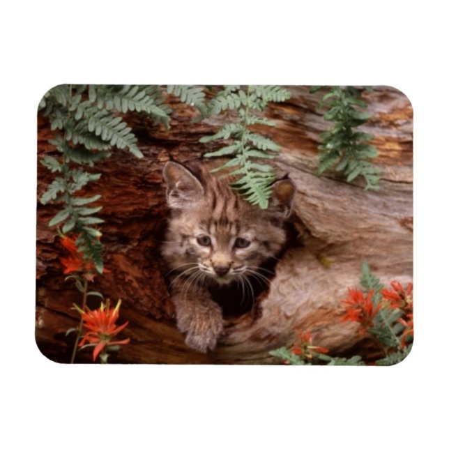 Bobcat Kitten Magnet (Horisontell)