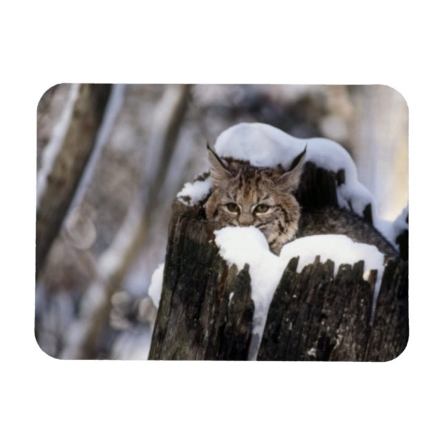 Bobcat Kitten Magnet (Horisontell)