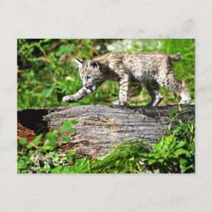 Bobcat Kitten på Prowl Vykort