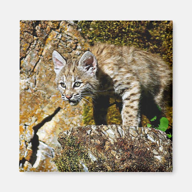 Bobcat Kitten på Sten Magnet (Framsidan)