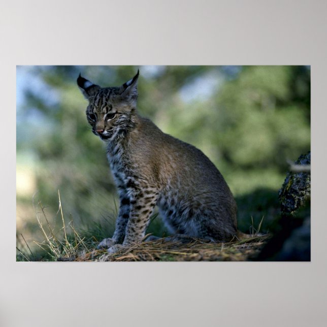Bobcat-kitten Poster (Framsidan)