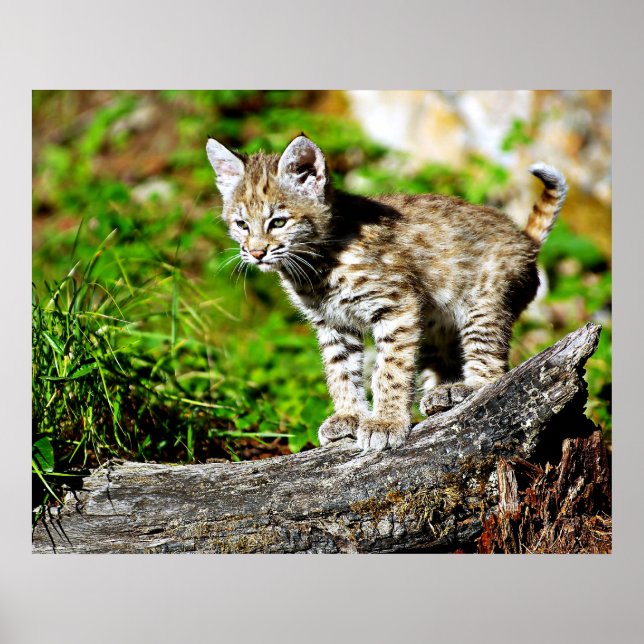 Bobcat Kitten Poster (Framsidan)