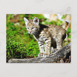 Bobcat Kitten Vykort