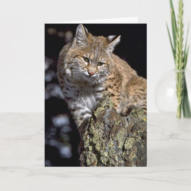 Bobcat Kort (Framsida)