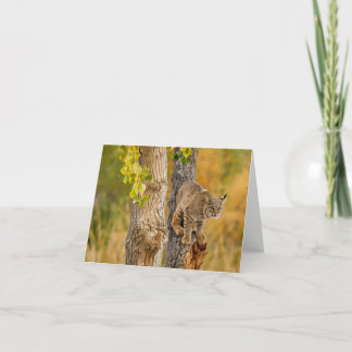 Bobcat Kort