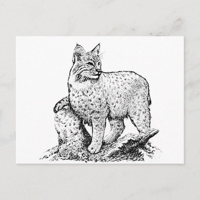 Bobcat Line Art Vykort (Framsida)