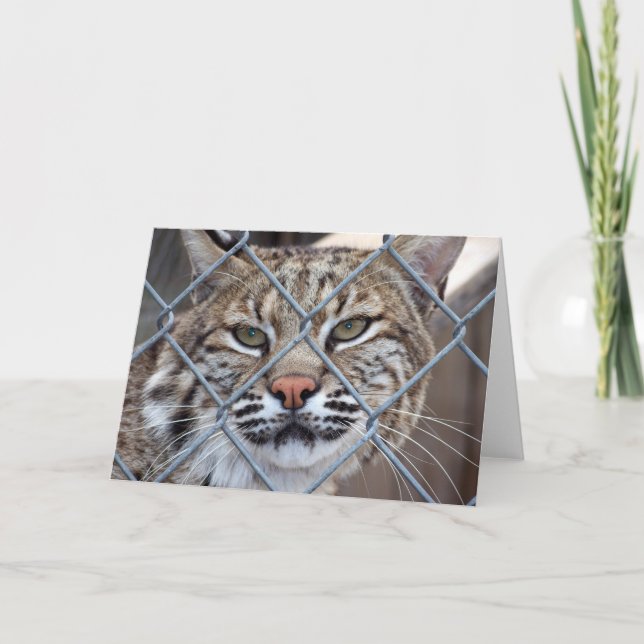Bobcat Lynx Vild katt Greeting Card Kort (Framsida)
