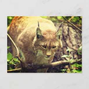 Bobcat Lynx Vilda djur Animal Vykort