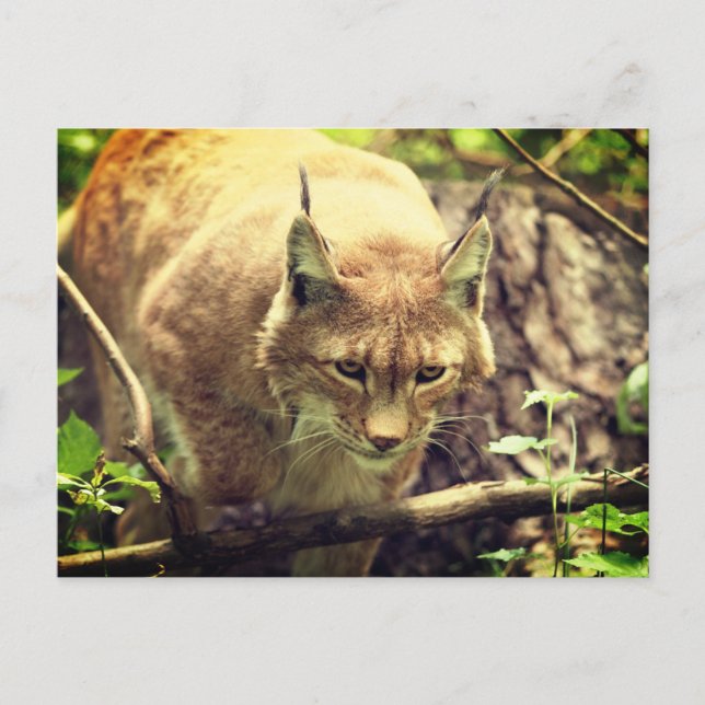 Bobcat Lynx Vilda djur Animal Vykort (Framsida)