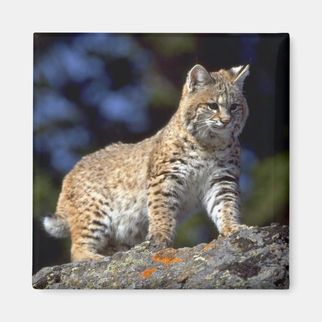 Bobcat Magnet (Framsidan)