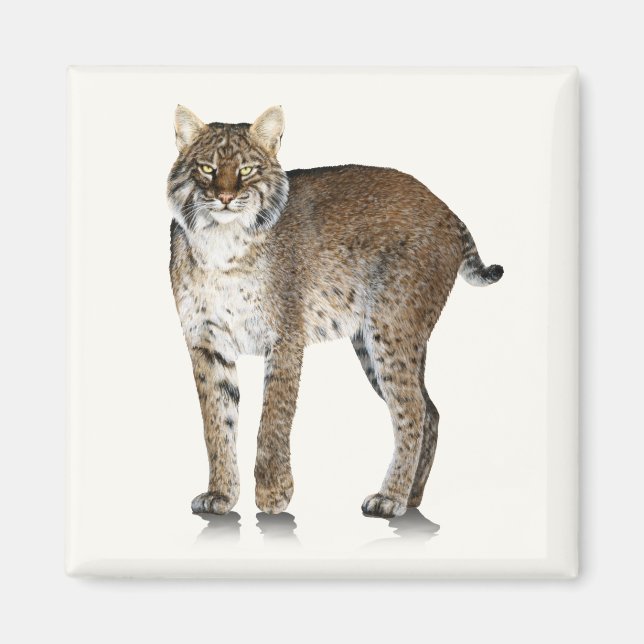 Bobcat Magnet (Framsidan)