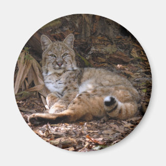 Bobcat Magnets Magnet