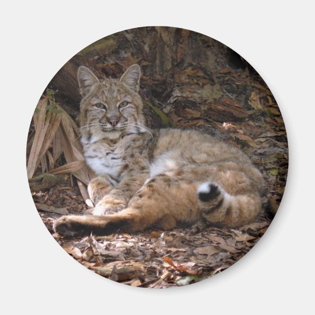 Bobcat Magnets Magnet (Framsidan)